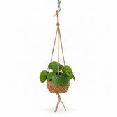 Kokodama Pilea Peperomiodes - 20cm im Kulturtopf