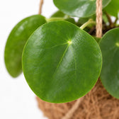 Kokodama Pilea Peperomiodes, Nahaufnahme Blatt