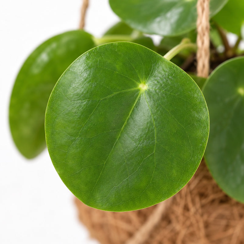 Kokodama Pilea Peperomiodes - 20cm Detail