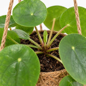 Kokodama Pilea Peperomiodes, Nahaufnahme Wuchs und Triebansatz