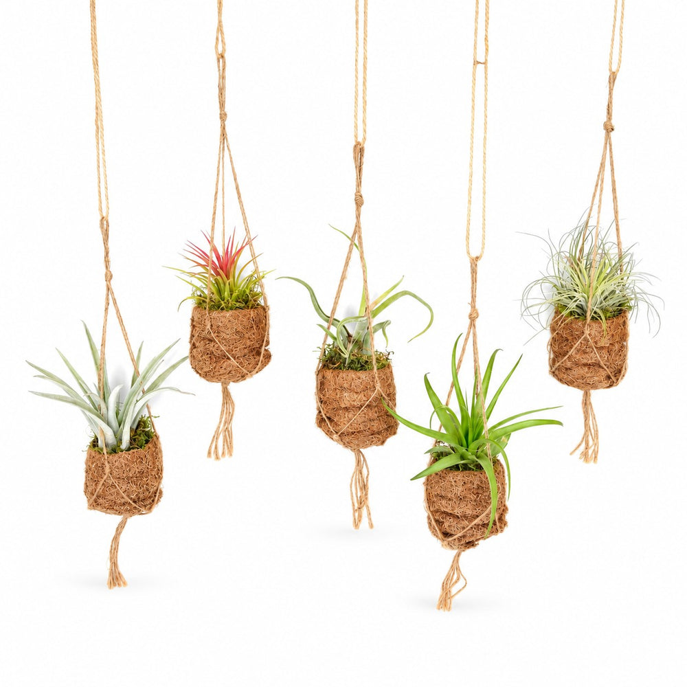 Kokodama Birdnest Tillandsia Mix - 8 Stück - 5cm im Kulturtopf