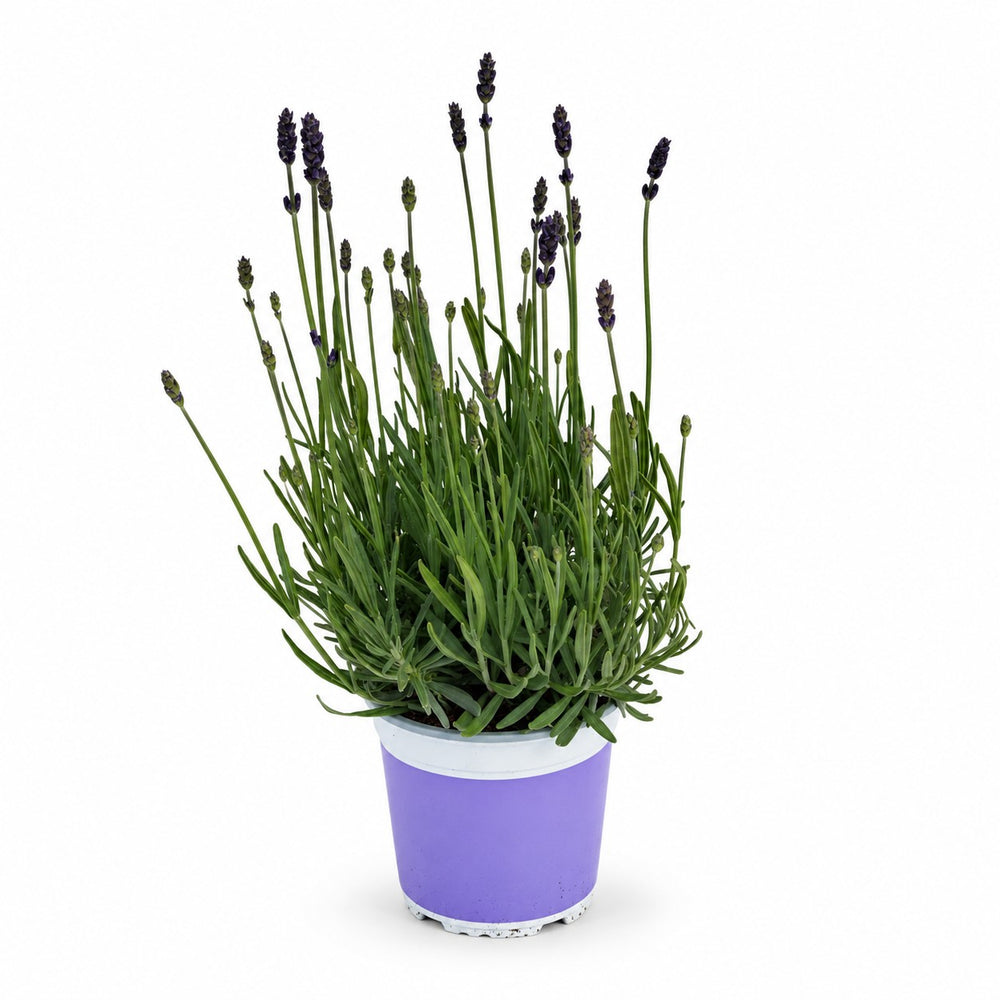 Lavendel Hidcote Blue - 20cm im Kulturtopf