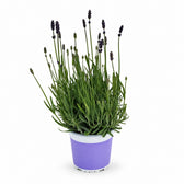 Lavendel Hidcote Blue - 20cm im Kulturtopf