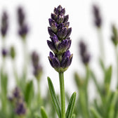 Lavendel Hidcote Blue, Nahaufnahme Blatt
