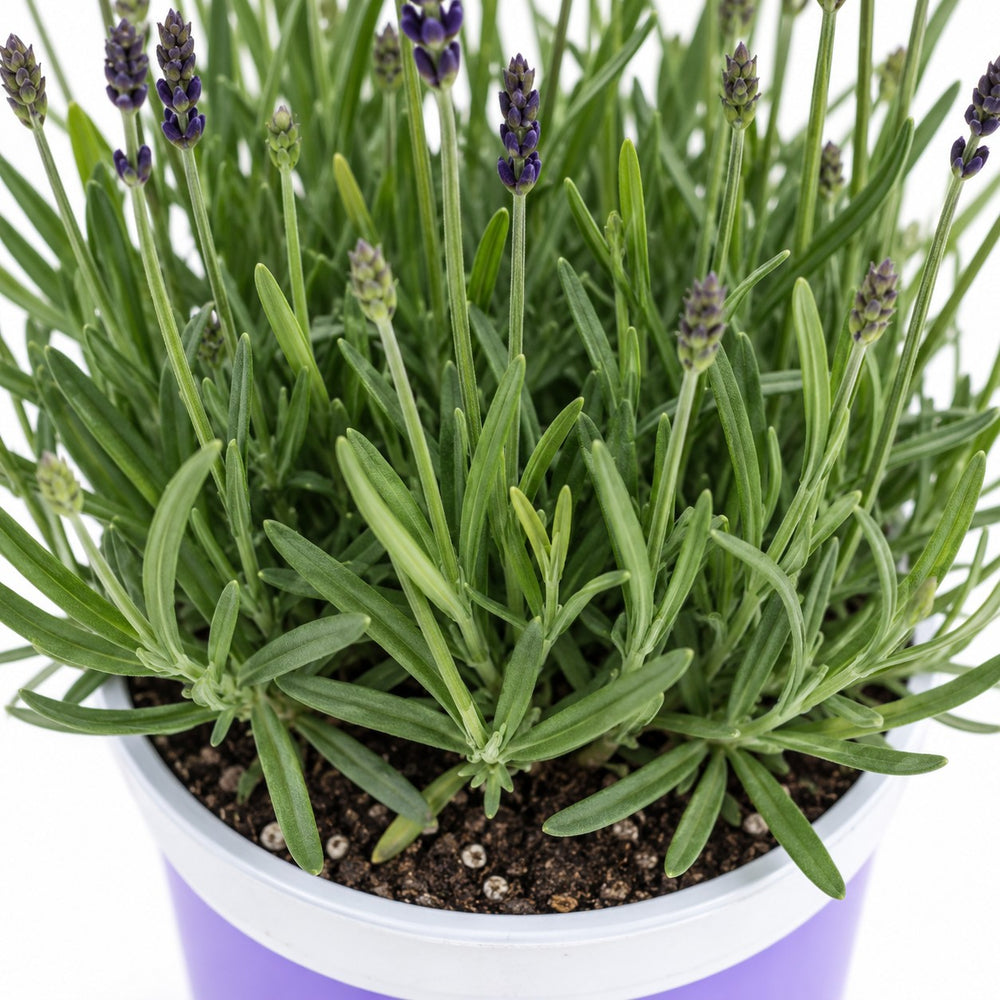 Lavendel Hidcote Blue, Nahaufnahme Wuchs und Triebansatz