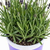 Lavendel Hidcote Blue, Nahaufnahme Wuchs und Triebansatz