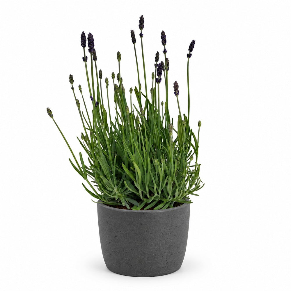 Lavendel Hidcote Blue - 20cm, Stylingbeispiel im Übertopf (Übertopf nicht enthalten)