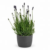 Lavendel Hidcote Blue - 20cm, Stylingbeispiel im Übertopf (Übertopf nicht enthalten)