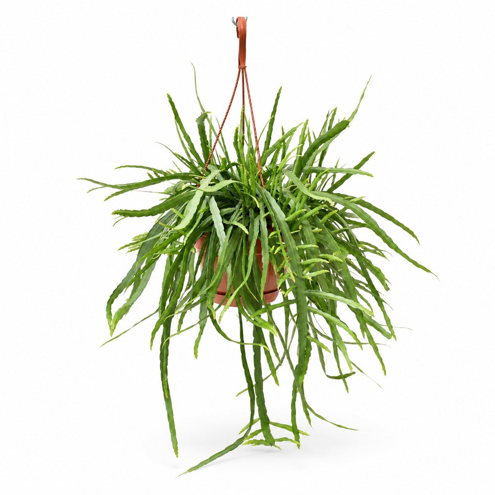 Lepismium Bolivianum (55cm, Ø17cm) im Kulturtopf