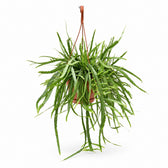 Lepismium Bolivianum (55cm, Ø17cm) im Kulturtopf