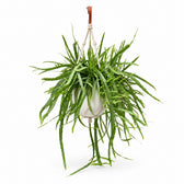 Lepismium Bolivianum (55cm, Ø17cm), Stylingbeispiel im Übertopf (Übertopf nicht enthalten)