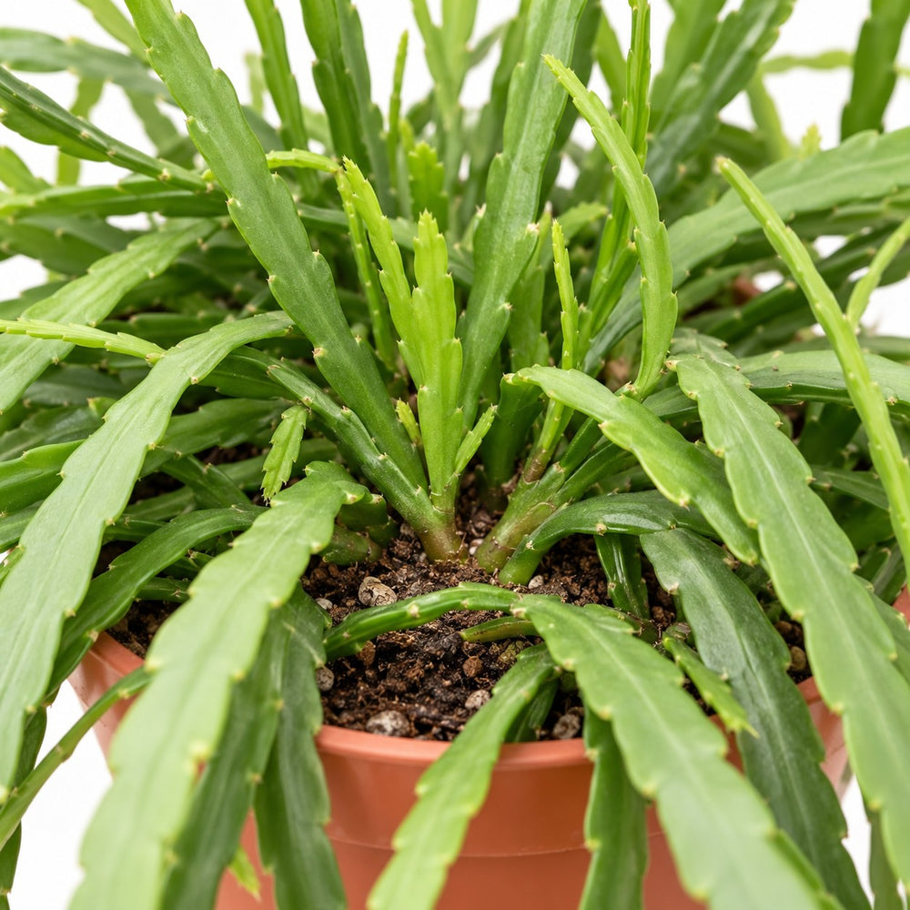 Lepismium Bolivianum, Nahaufnahme Wuchs und Triebansatz