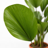 Licuala Grandis, Nahaufnahme Blatt