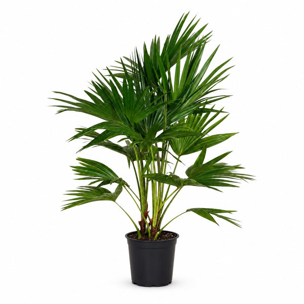 Livistona Chinensis (100cm, Ø24cm) im Kulturtopf