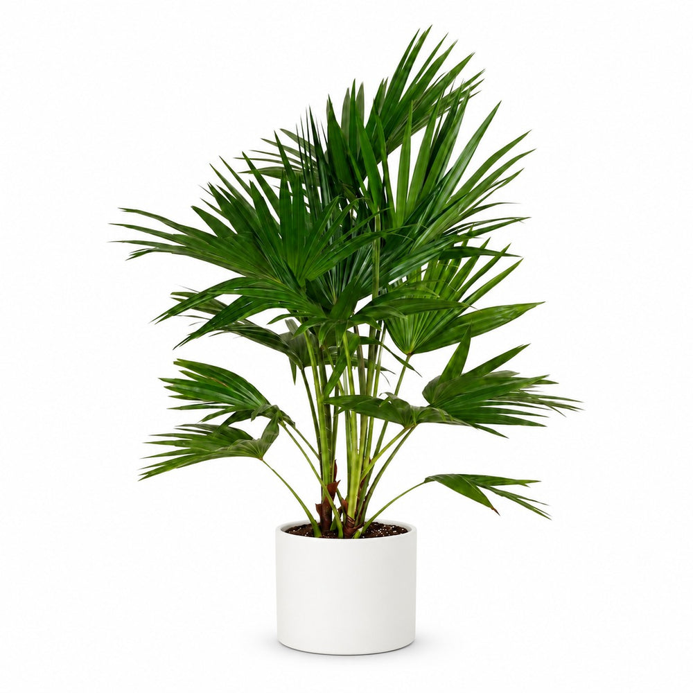 Livistona Chinensis (100cm, Ø24cm), Stylingbeispiel im Übertopf (Übertopf nicht enthalten)