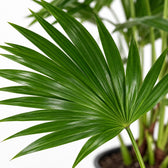Livistona Chinensis, Nahaufnahme Blatt