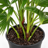 Livistona Chinensis, Nahaufnahme Wuchs und Triebansatz