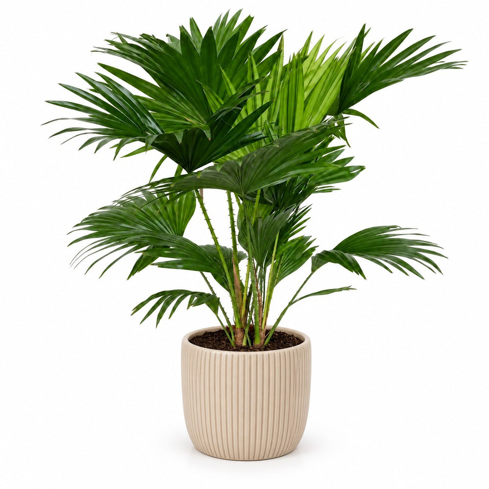 Livistona Rotundifolia (70cm, Ø17cm), Stylingbeispiel im Übertopf (Übertopf nicht enthalten)