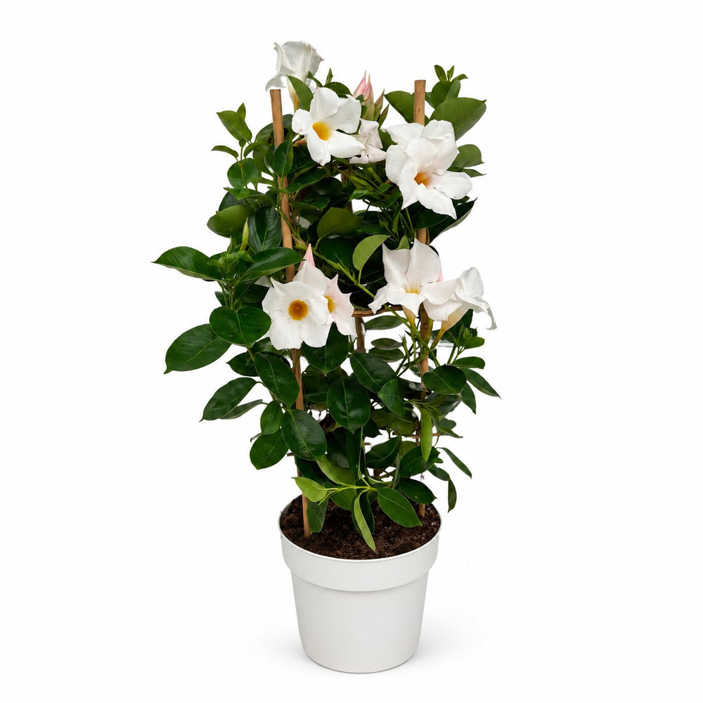 Mandevilla Sundaville Weiß - 55cm im Kulturtopf