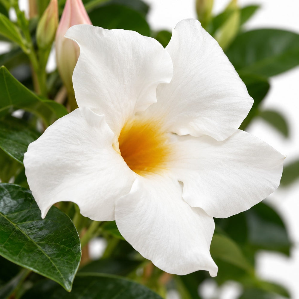 Mandevilla Sundaville Weiß, Nahaufnahme Blatt