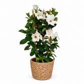 Mandevilla Sundaville Weiß - 55cm, Stylingbeispiel im Übertopf (Übertopf nicht enthalten)