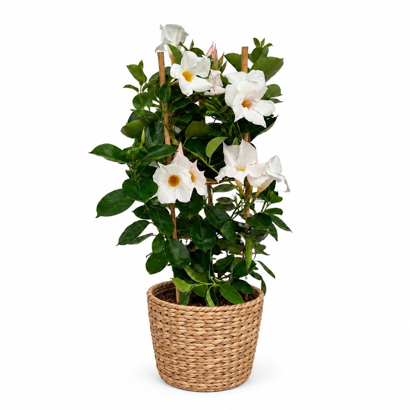 Mandevilla Sundaville Weiß - 55cm Detail
