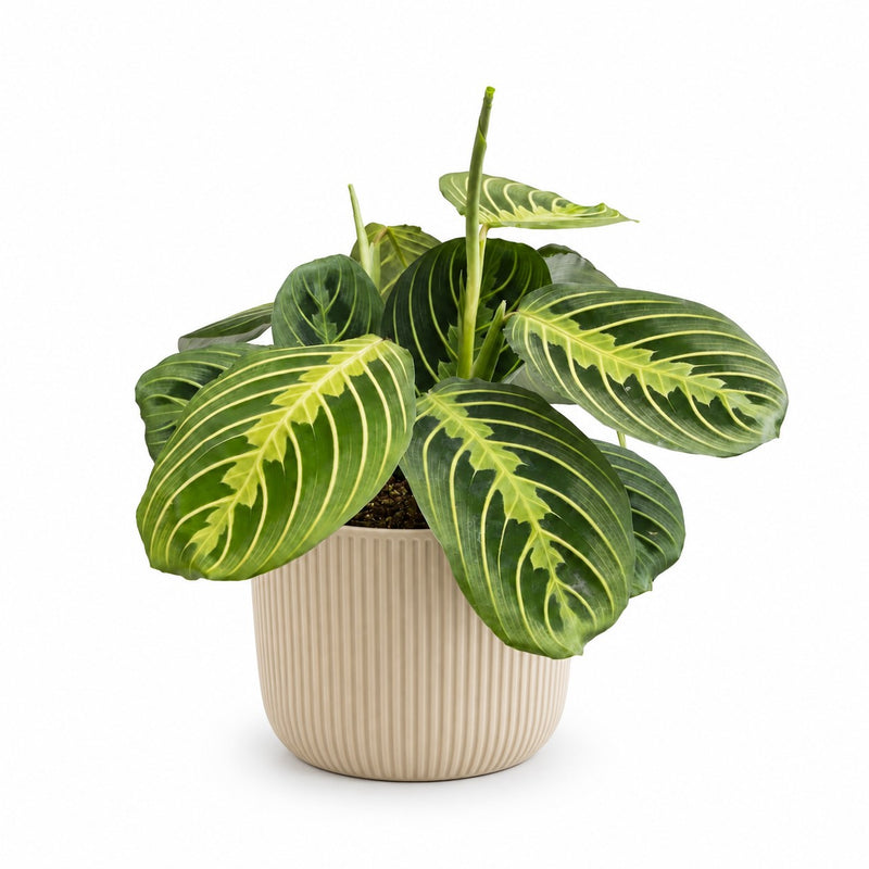 Maranta Lemon Lime Detail