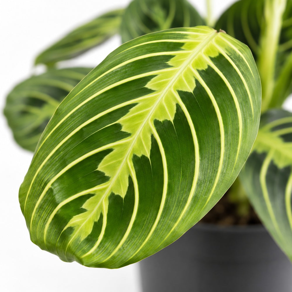 Maranta Lemon Lime, Nahaufnahme Blatt