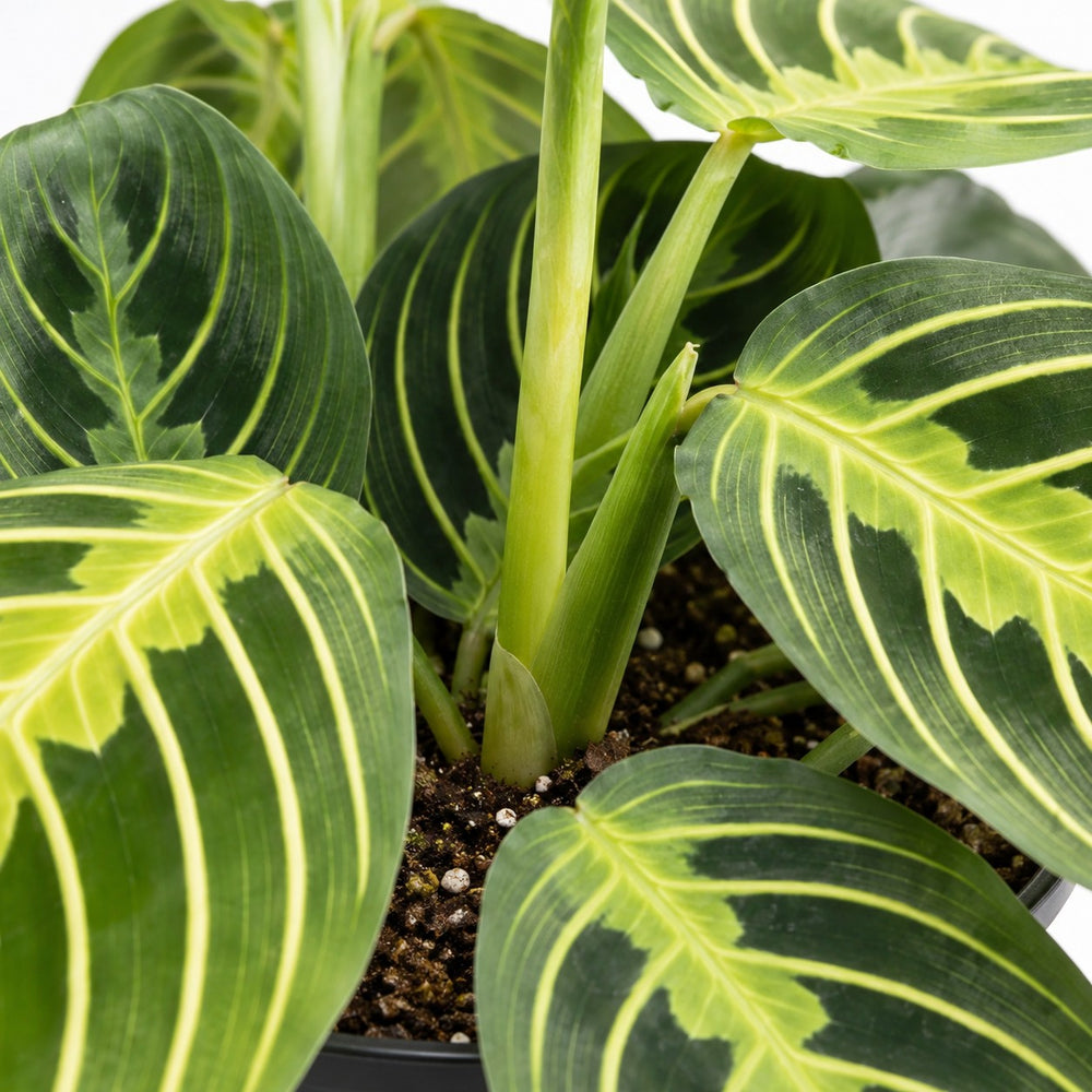 Maranta Lemon Lime, Nahaufnahme Wuchs und Triebansatz
