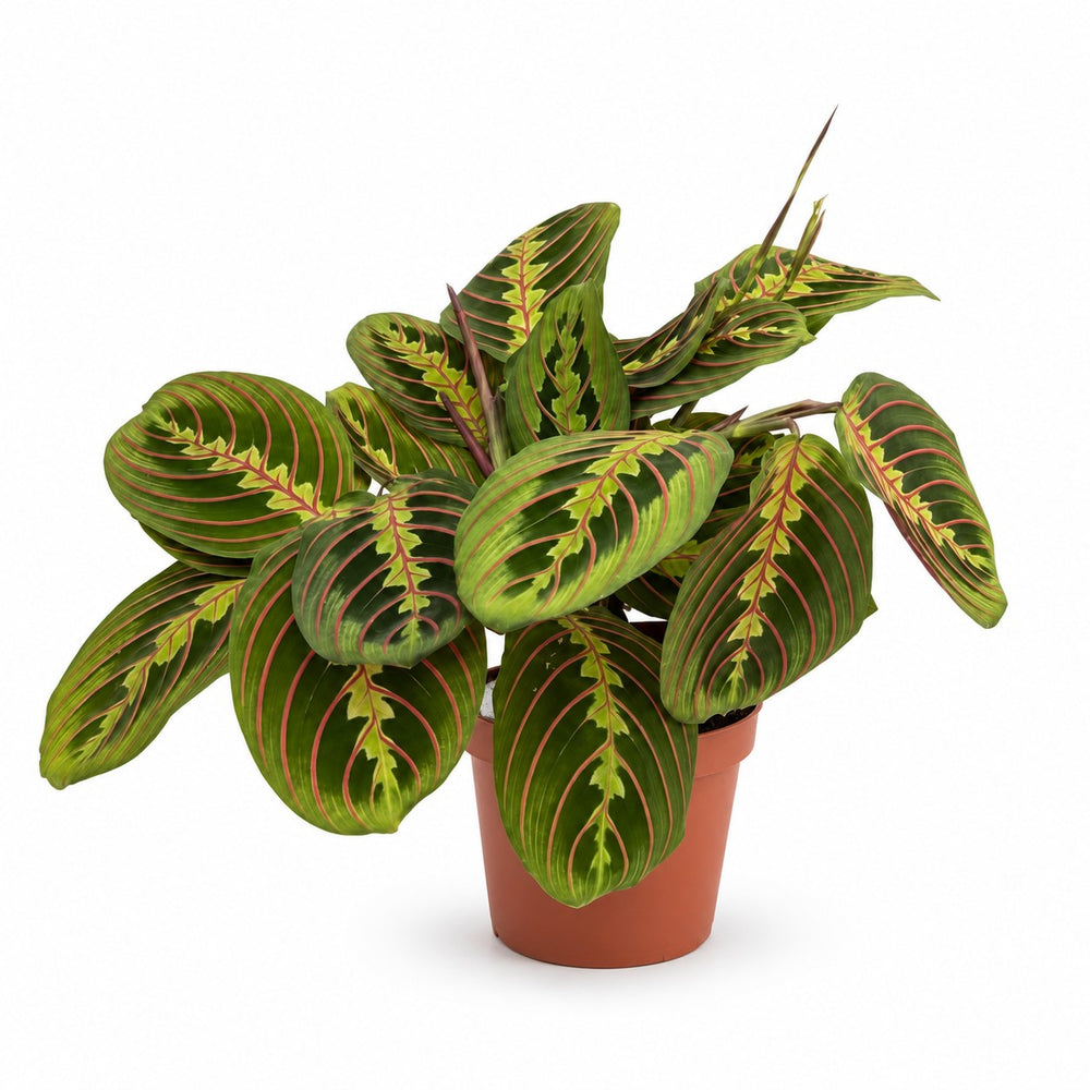 Maranta Leuconeura Fascinator (20cm, Ø12cm) im Kulturtopf