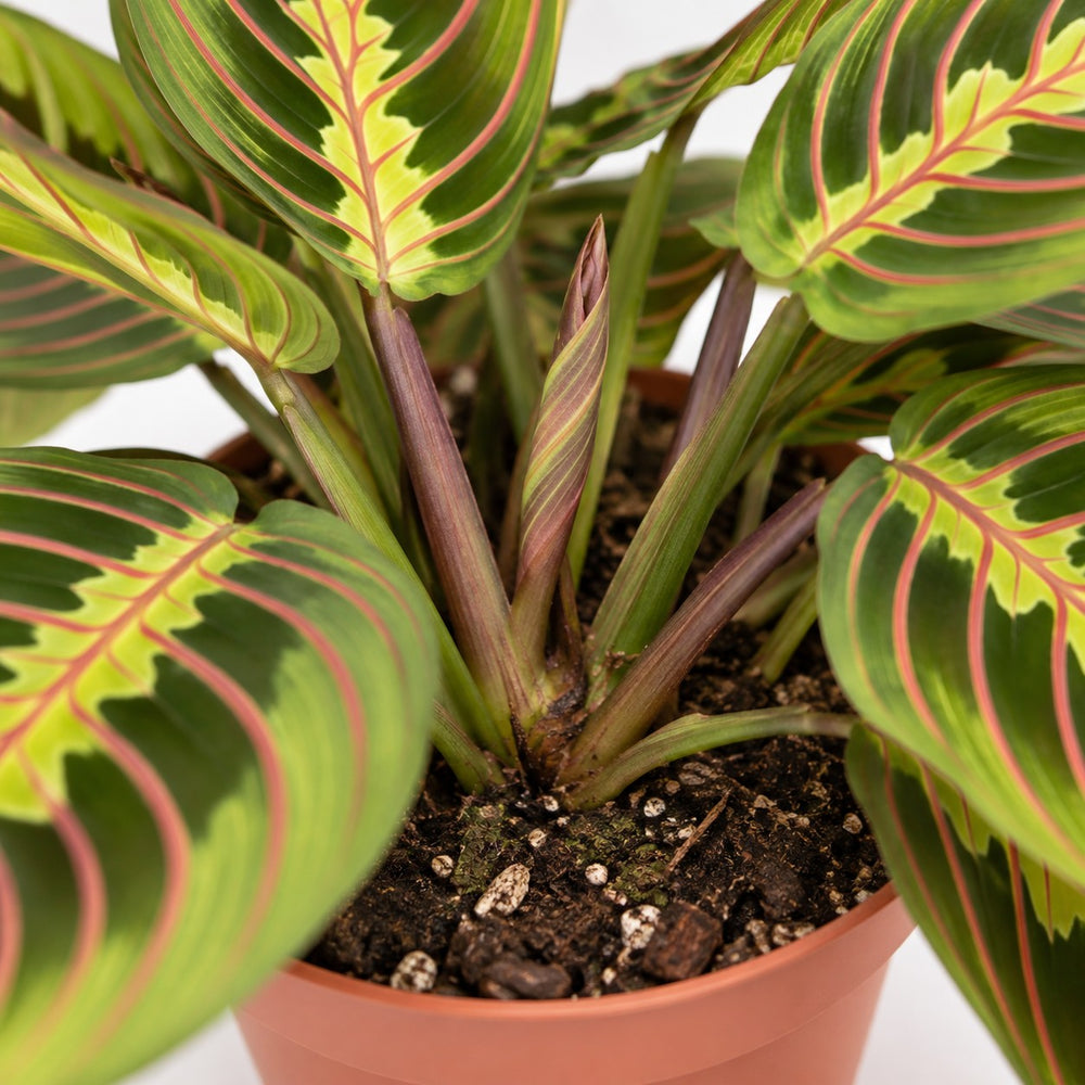 Maranta Leuconeura Fascinator (20cm, Ø12cm), Nahaufnahme Wuchs und Triebansatz