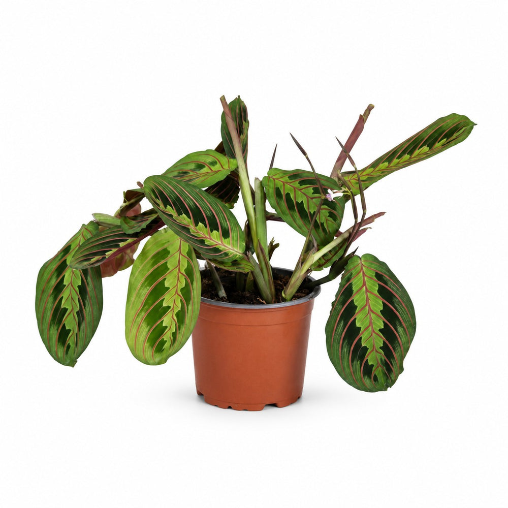 Maranta Leuconeura Fascinator (30cm, Ø12cm) im Kulturtopf