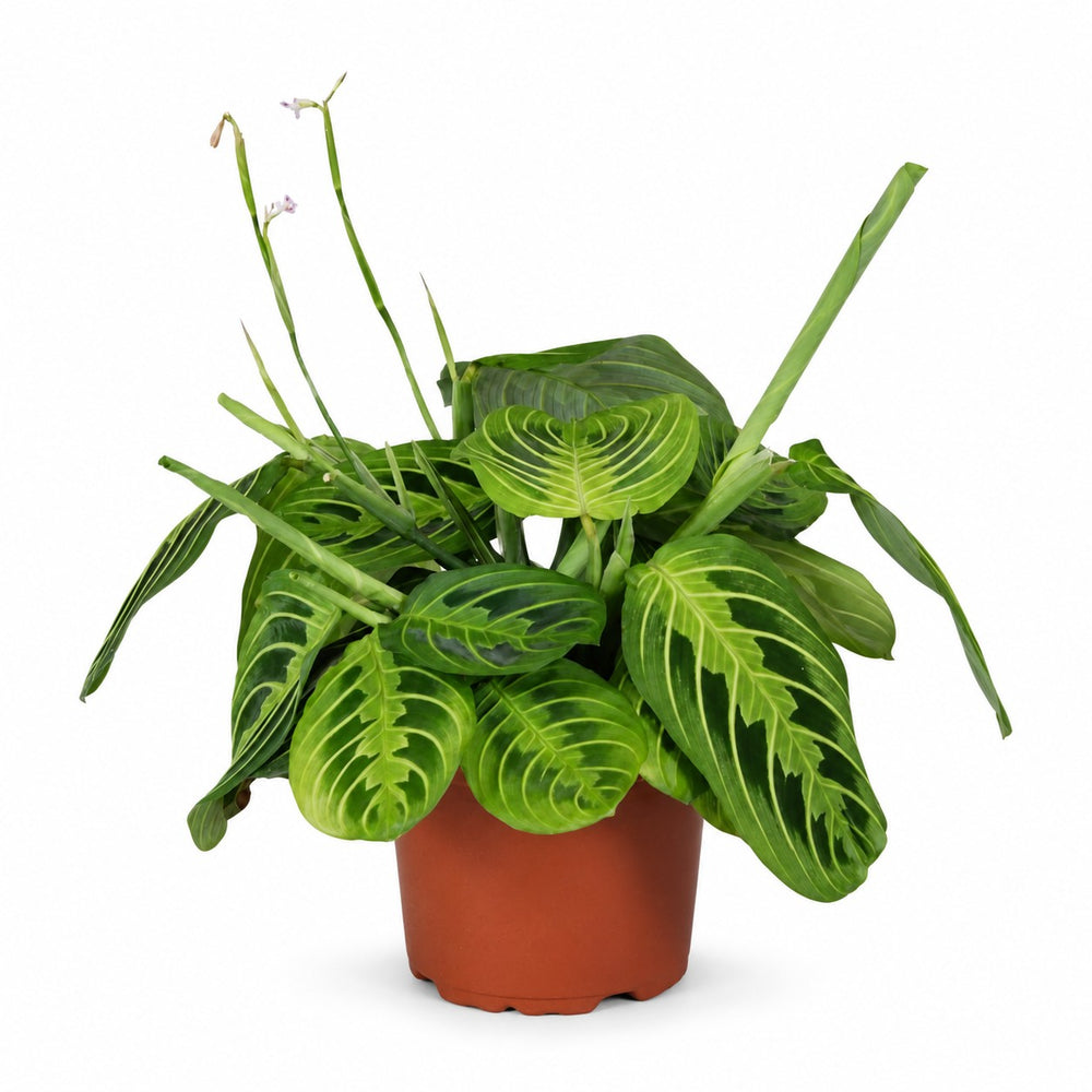Maranta Leuconeura Fascinator Lemon Lime - 30cm im Kulturtopf
