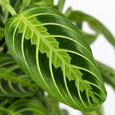 Maranta Leuconeura Fascinator Lemon Lime, Nahaufnahme Blatt