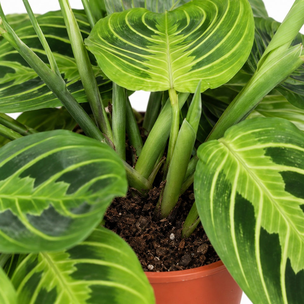 Maranta Leuconeura Fascinator Lemon Lime, Nahaufnahme Wuchs und Triebansatz