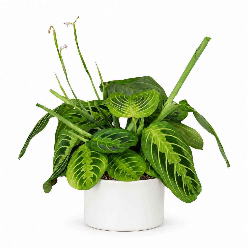 Maranta Leuconeura Fascinator Lemon Lime - 30cm, Stylingbeispiel im Übertopf (Übertopf nicht enthalten)