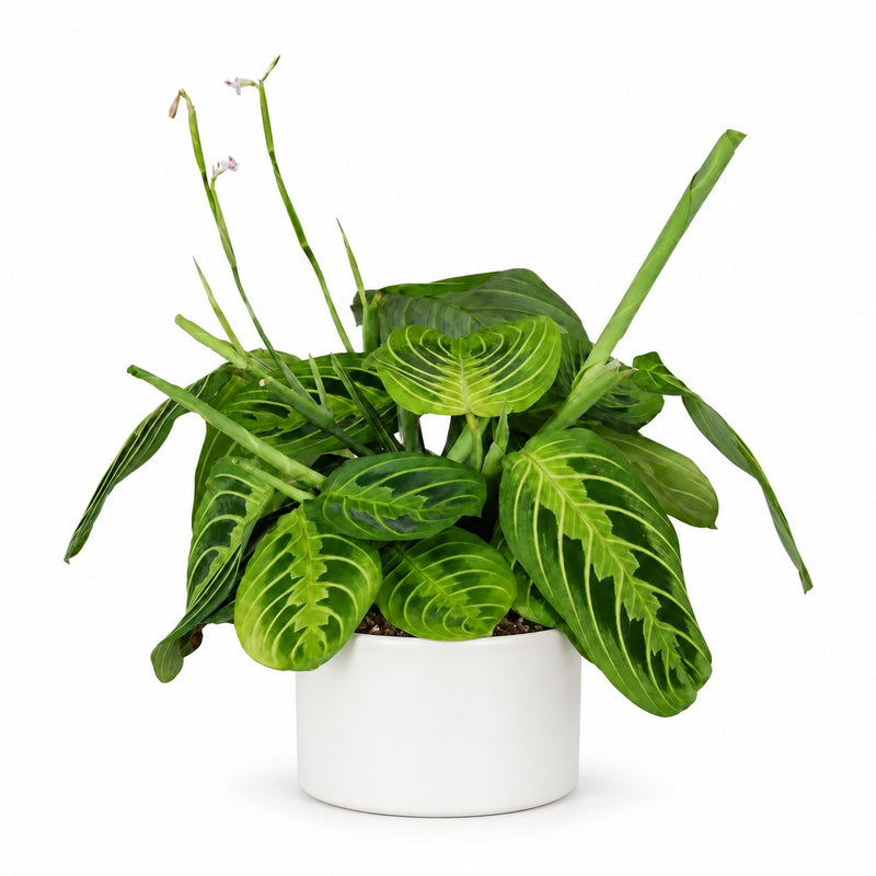 Maranta Leuconeura Fascinator Lemon Lime - 30cm Detail