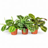 Maranta Leuconeura 'Fascinator' - 3 Sorten im Kulturtopf