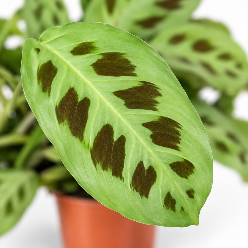 Maranta Leuconeura 'Fascinator' - 3 Sorten Detail