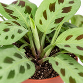 Maranta Leuconeura 'Fascinator', Nahaufnahme Wuchs und Triebansatz