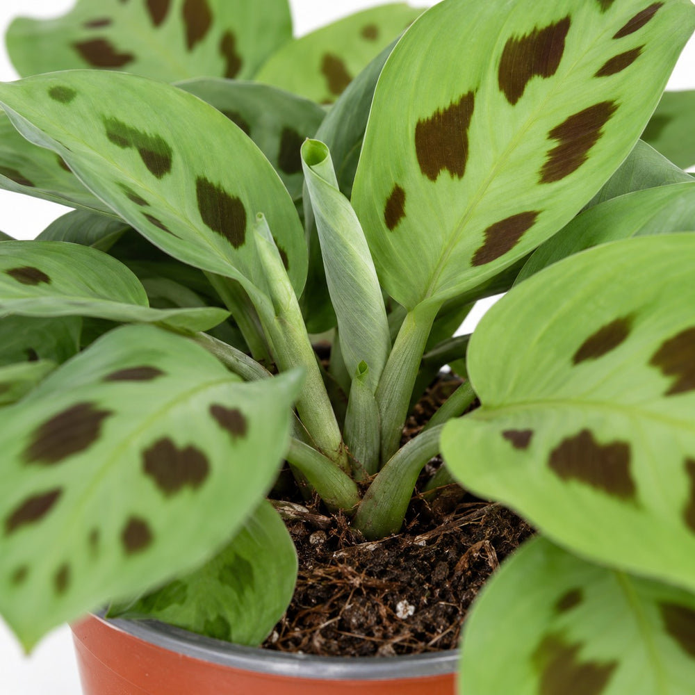 Maranta Leuconeura Kerchoveana, Nahaufnahme Wuchs und Triebansatz