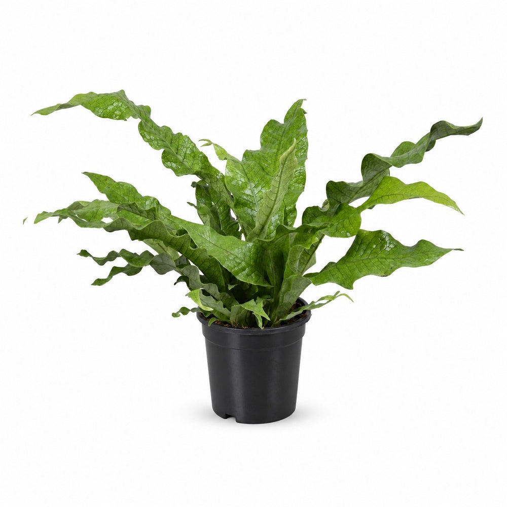 Microsorum Diversifolium (45cm, Ø17cm) im Kulturtopf