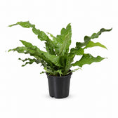 Microsorum Diversifolium (45cm, Ø17cm) im Kulturtopf