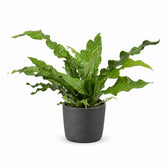 Microsorum Diversifolium (45cm, Ø17cm), Stylingbeispiel im Übertopf (Übertopf nicht enthalten)