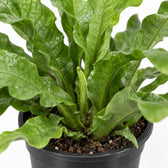 Microsorum Diversifolium, Nahaufnahme Wuchs und Triebansatz