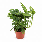 Monstera Adansonii - 30cm (Ø12cm) im Kulturtopf