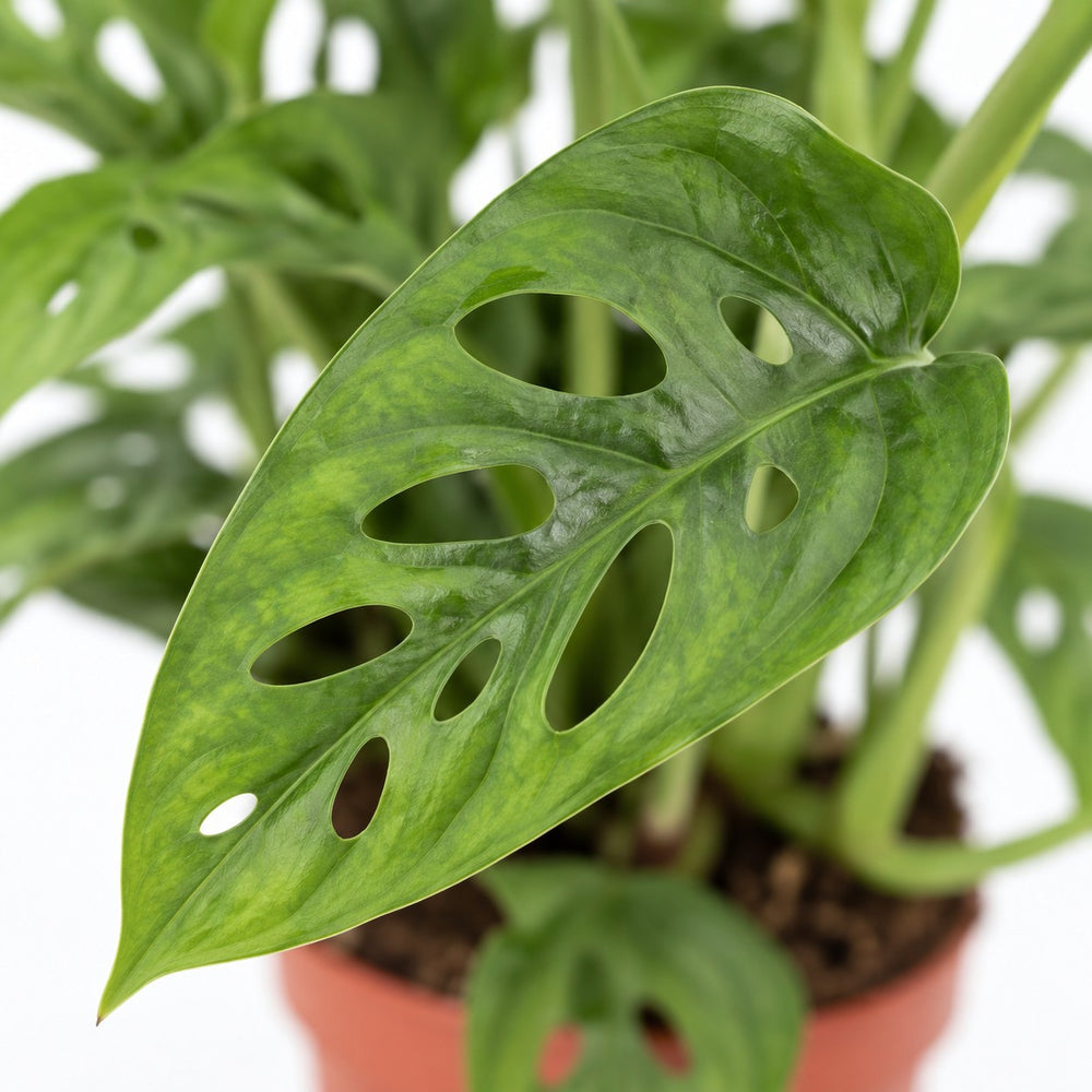 Monstera Adansonii, Nahaufnahme Blatt