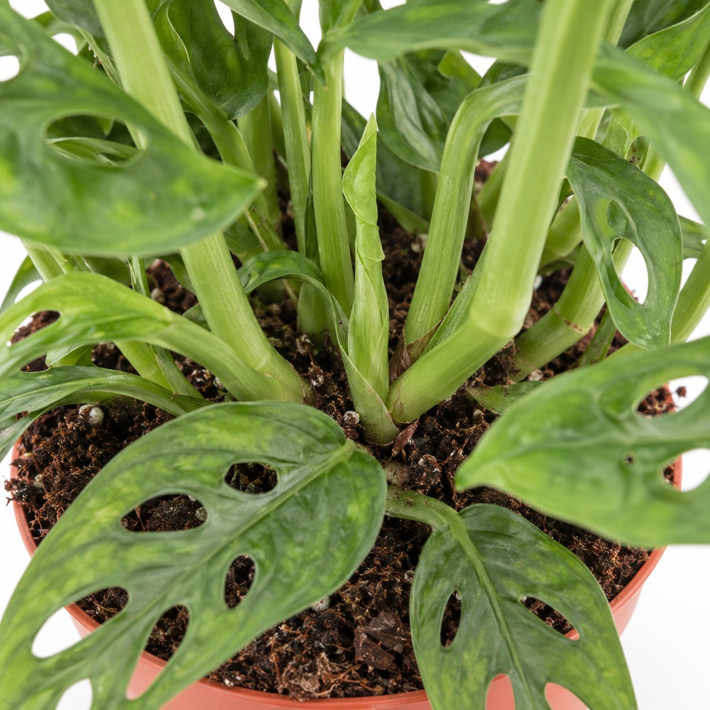 Monstera Adansonii, Nahaufnahme Wuchs und Triebansatz