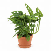 Monstera Adansonii - 30cm (Ø12cm), Stylingbeispiel im Übertopf (Übertopf nicht enthalten)