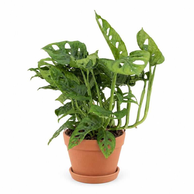Monstera Adansonii - 30cm (Ø12cm) Detail